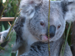 Koala at Echidna Walkabout Tours