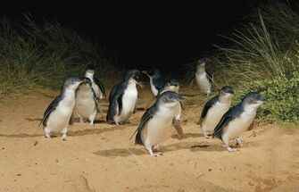 Little penguins on Tasmania
